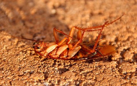 Control de Plagas Insectos