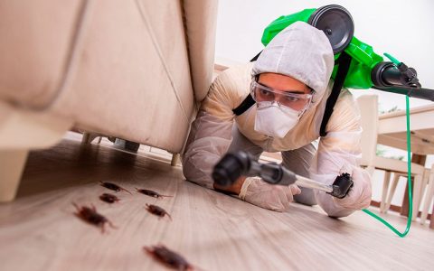 Control de Plagas de Insectos