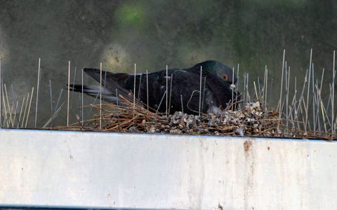 Control de Plagas Palomas